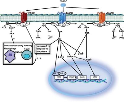 Neuroprotective Potential of Pituitary Adenylate Cyclase Activating Polypeptide in Retinal Degenerations of Metabolic Origin